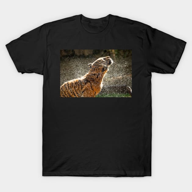 Ooh that feels good - Sumatran Tiger shaking off after a swim T-Shirt by AndrewGoodall